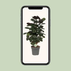 Polyscias Scutellaria Fabian (Araliapalm) ↑ 60 Cm 9 Polyscias Scutellaria Fabian (Araliapalm) ↑ 60 Cm -URBAN INGL Shop unnamed 0a1f5d1b a36b 45da 93e6 abd01312c5f9