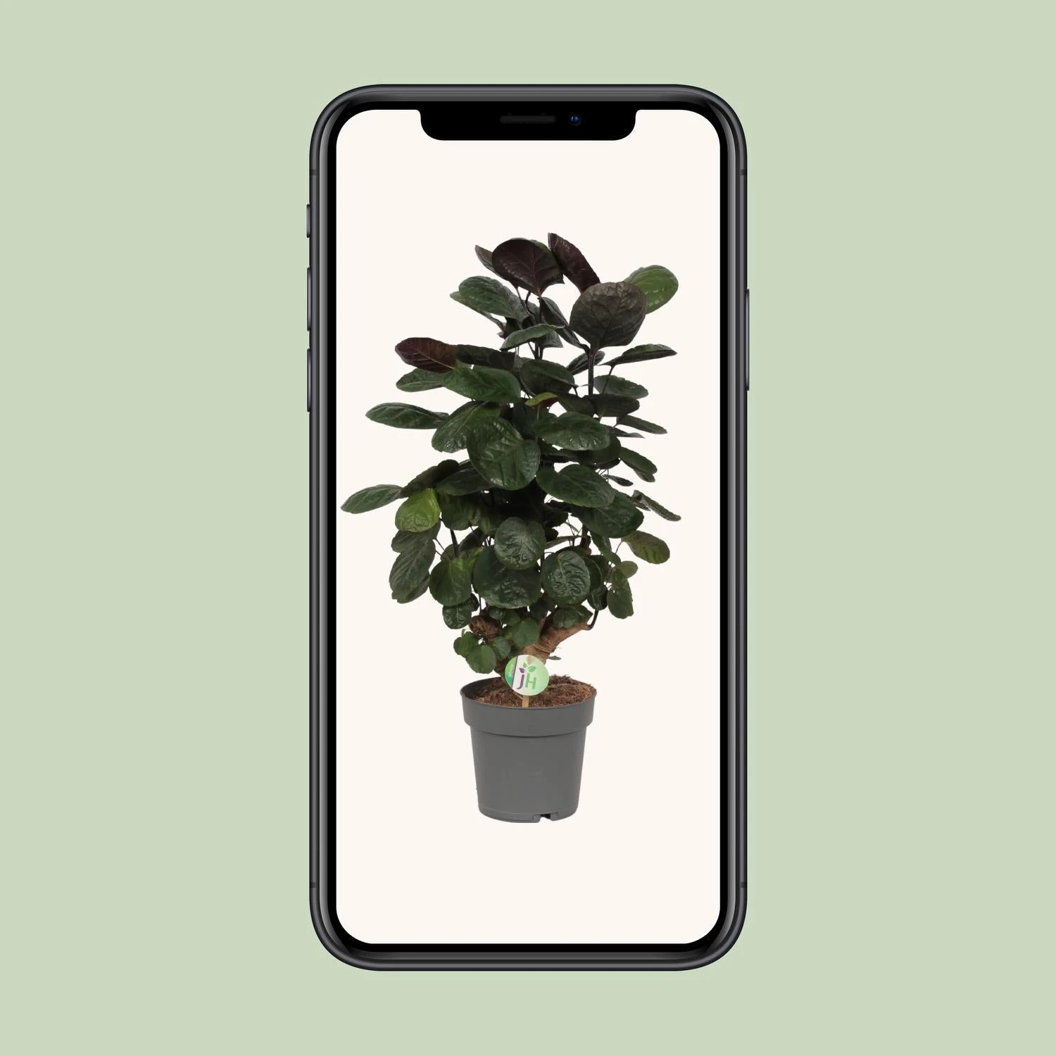 Polyscias Scutellaria Fabian (Araliapalm) ↑ 60 Cm 6 Polyscias Scutellaria Fabian (Araliapalm) ↑ 60 Cm - Image 4