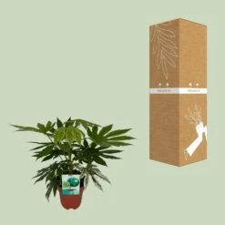 Fatsia Japonica Variegata (Variegated Japanese Aralia) ↑ 60 Cm -URBAN INGL Shop unnamed 0a53c4e3 75b5 43cf 9fcd 42c406524d03