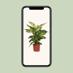 Dieffenbachia Mars (Dumb Cane) ↑ 50 Cm -URBAN INGL Shop unnamed 10584491 368c 4884 8161 040ef242e950