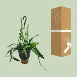 Epiphyllum Anguliger (Fishbone Cactus) ↑ 35 Cm -URBAN INGL Shop unnamed 17e3cbf5 8a42 4344 94de 1ea6b9799d70