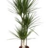 Dracaena Marginata (Dragon Tree) ↑ 120 Cm -URBAN INGL Shop unnamed 21136c49 1f1c 4314 9399 07fd56e74b7e