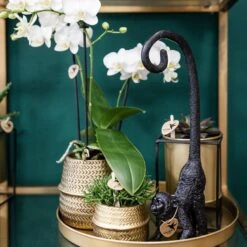Groove Gold Plant Set | Set With White Phalaenopsis Orchid And Small & Large Succulent - Gold Ceramic Pots Included -URBAN INGL Shop unnamed 21bad3dd 1c19 417a b580 85a57b2e33b4