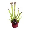 Sarracenia Farnhamii (Pitcher Plant) ↑ 40 Cm -URBAN INGL Shop unnamed 258553b1 bc10 4fbe ba8e 55d66758b160