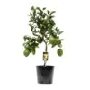 Citrus Lemon (Lemon Tree) ↑ 80 Cm -URBAN INGL Shop unnamed 26c1b7e3 370e 4593 8d14 2373487a481c