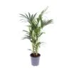 Howea Forsteriana (Kentia Palm) ↑ 75 Cm