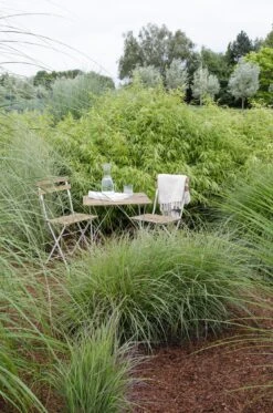 Fargesia Rufa (Bamboo Plant) ↑ 40cm -URBAN INGL Shop unnamed 3d9cbce1 9f44 4978 959f e407d9b4b6d3