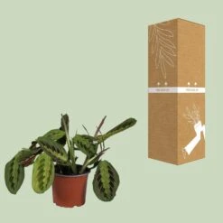 Maranta Leuconeura Fascinator (Prayer Plant) ↑ 30 Cm -URBAN INGL Shop unnamed 4192683c 82a9 4f9f bcd1 bf52cdd9fd98