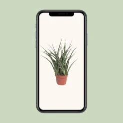Sansevieria Fernwood Punk (Snake Plant) ↑ 35 Cm 9 Sansevieria Fernwood Punk (Snake Plant) ↑ 35 Cm -URBAN INGL Shop unnamed 4344eb9b 0c5b 455a ad19 7b2ae4a72ccd