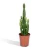 Euphorbia Acrurensis (Cowboy Cactus) ↑ 60 Cm -URBAN INGL Shop unnamed 4393d7dc 1581 48c3 be41 59ce4235f024