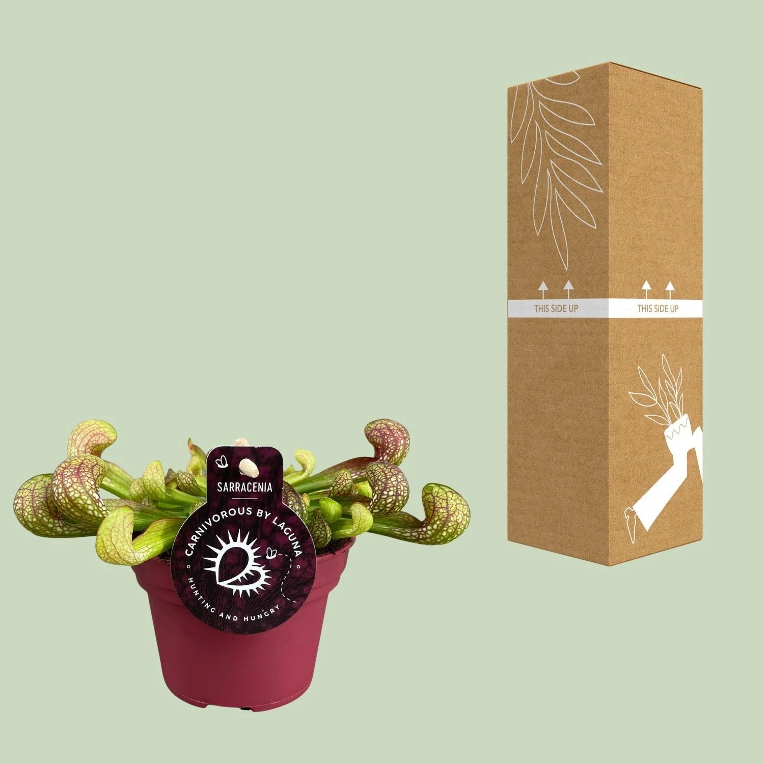 Peperomia Santorini (Trailing Peperomia) ↑ 13 Cm 5 Peperomia Santorini (Trailing Peperomia) ↑ 13 Cm - Image 3