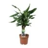 Dracaena Fragrans Steudneri Green (Dragon Tree) ↑55 Cm