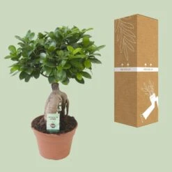 Ficus Ginseng (bonsai) - Ø 17cm - ↑ 40cm -URBAN INGL Shop unnamed 5949ac91 06bb 4343 96b6 2d0e45dd4cdb