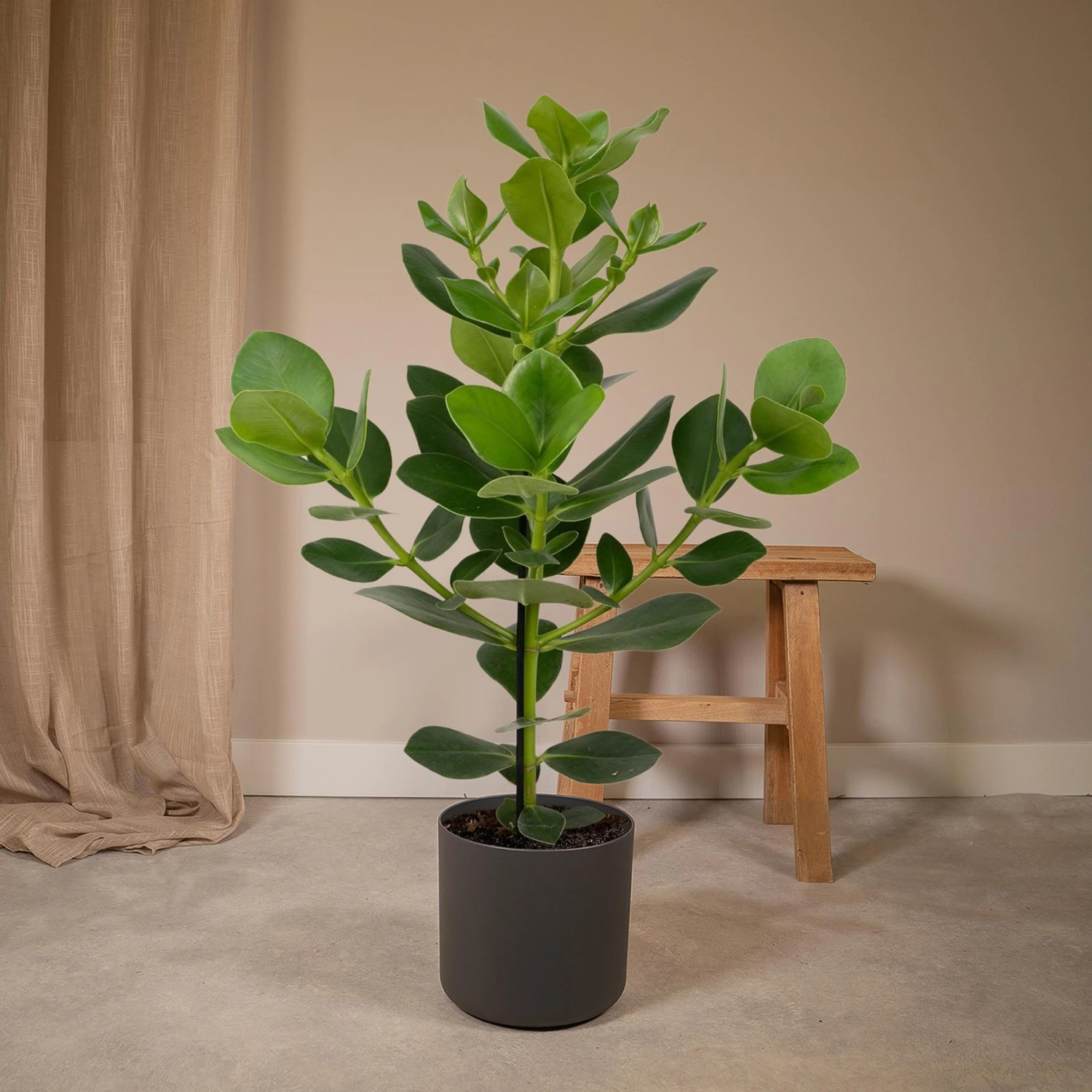 Clusia Rosea Princess (Autograph Tree) ↑ 60 Cm 4 Clusia Rosea Princess (Autograph Tree) ↑ 60 Cm - Image 2