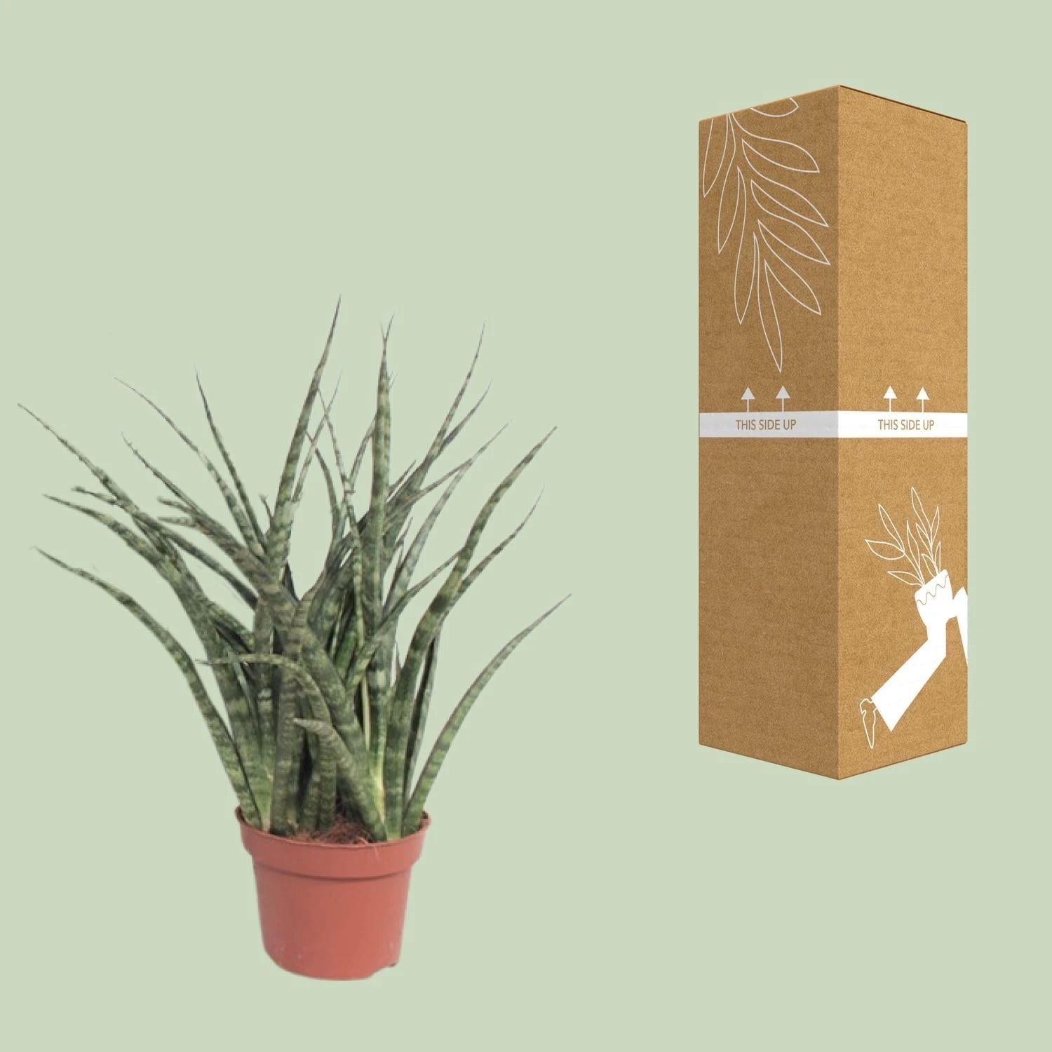 Sansevieria Fernwood Punk (Snake Plant) ↑ 35 Cm 5 Sansevieria Fernwood Punk (Snake Plant) ↑ 35 Cm - Image 3