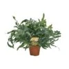 Phlebodium Blue Star (Blue Fern) ↑ 60 Cm -URBAN INGL Shop unnamed 63d525b0 9904 4cb6 9ca1 23db222b56fd