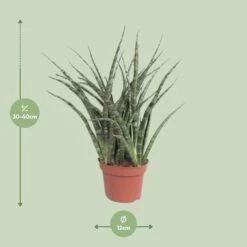 Sansevieria Fernwood Punk (Snake Plant) ↑ 35 Cm 7 Sansevieria Fernwood Punk (Snake Plant) ↑ 35 Cm -URBAN INGL Shop unnamed 6454e969 5371 4af1 a3a4 00717d63046a