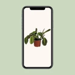 Maranta Leuconeura Fascinator (Prayer Plant) ↑ 30 Cm -URBAN INGL Shop unnamed 65d34d78 3b21 4c1b ae79 108b96a38f68