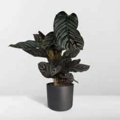 Calathea Ornata (Pinstripe Plant) ↑ 75 Cm -URBAN INGL Shop unnamed 65dd7d0c 4476 4a61 a233 6fe61fd86e3f