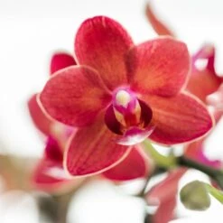 Red Phalaenopsis Orchid - Congo + Elite Silver Pot - Pot Size Ø9cm - ↑ 40cm -URBAN INGL Shop unnamed 6e2e9c01 8b17 4046 8fab 8e77284da482