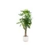 Pachira Aquatica (Money Tree) + Elho Vibes Fold Round White ↑ 160 Cm -URBAN INGL Shop unnamed 75e3bc4f 7705 4b31 9551 e9b96b1c350e