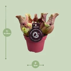 Sarracenia Venosa (Venosa Pitcher Plant) ↑ 20 Cm -URBAN INGL Shop unnamed 7b79dc2f eb48 41f7 bcfe 306adb4fe8b6