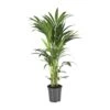 Howea Forsteriana (Kentia Palm) ↑ 100 Cm -URBAN INGL Shop unnamed 7dc00957 e786 44d8 b7cf 52405e8872fc