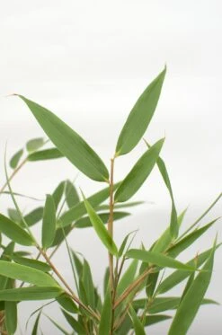 Fargesia Rufa (Bamboo Plant) ↑ 40cm -URBAN INGL Shop unnamed 7de577a6 4674 4c40 9836 4f87ba57eaef