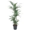 Dracaena Warneckei (Dragon Tree) ↑ 150 Cm