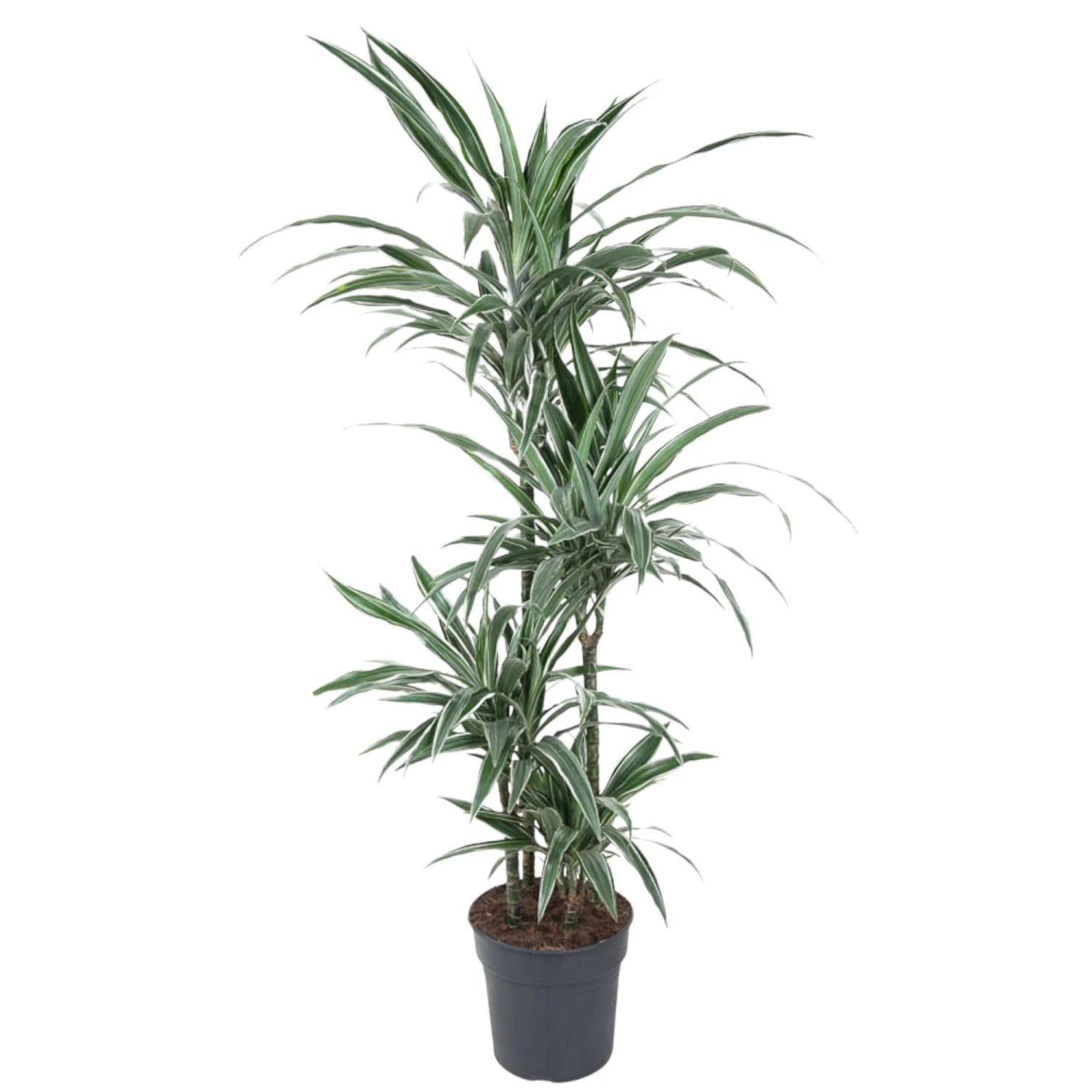 Dracaena Warneckei (Dragon Tree) ↑ 150 Cm 3 Dracaena Warneckei (Dragon Tree) ↑ 150 Cm