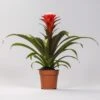 Guzmania Hope (Tube Plant) Bromeliad ↑ 40 Cm -URBAN INGL Shop unnamed 828387e0 2ad4 4999 9b7c 3a1464157c78