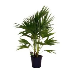 Livistona Chinensis (Chinese Fan Palm) ↑ 100 Cm
