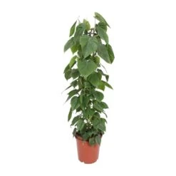 Philodendron Scandens (Heartleaf Philodendron) ↑ 120 Cm