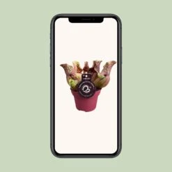 Sarracenia Venosa (Venosa Pitcher Plant) ↑ 20 Cm -URBAN INGL Shop unnamed 8a224219 feaa 49ee 9ef5 8bc6de918cb6