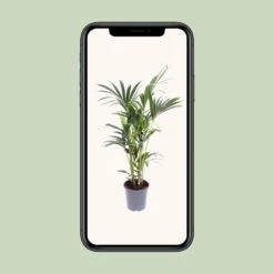 Howea Forsteriana (Kentia Palm) ↑ 75 Cm -URBAN INGL Shop unnamed 8dd17259 39e0 423f acbb 42e184863caf