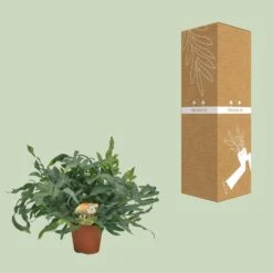 Phlebodium Blue Star (Blue Fern) ↑ 60 Cm -URBAN INGL Shop unnamed 95beffa7 f209 4210 acb8 77534fc23c58