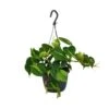Philodendron Scandens Brasil (Heartleaf Philodendron) ↑ 35 Cm -URBAN INGL Shop unnamed a1d3dab5 2607 472f a818 45844243ffd2