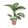 Dieffenbachia Seguine Tropic Snow (Dumb Cane) ↑ 70 Cm -URBAN INGL Shop unnamed a262ace1 df8d 4222 96bc 7e9a62f889f9