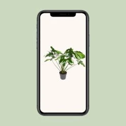 Philodendron Green Wonder (Hanging Plant) ↑ 100 Cm -URBAN INGL Shop unnamed a2840485 ac95 4456 9943 efdcaf680278