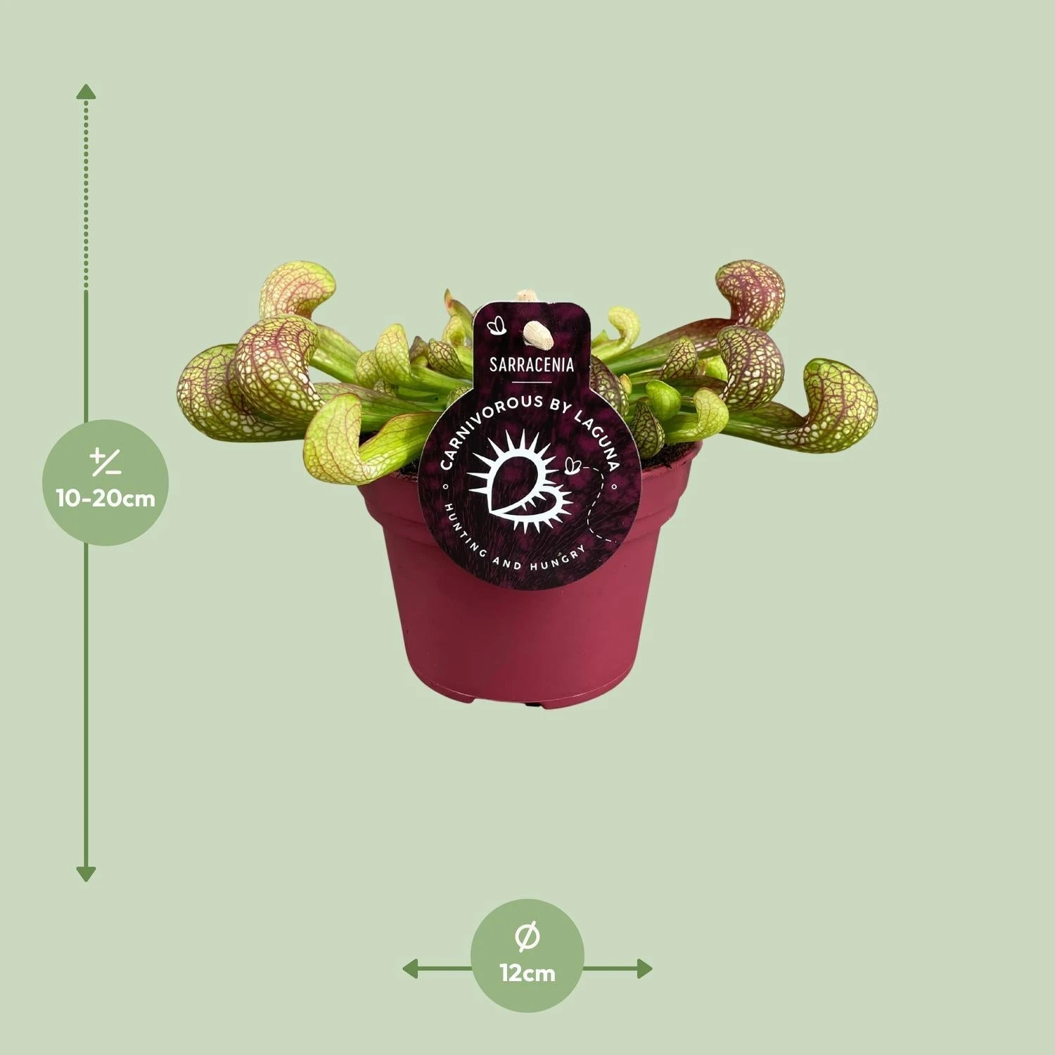 Peperomia Santorini (Trailing Peperomia) ↑ 13 Cm 4 Peperomia Santorini (Trailing Peperomia) ↑ 13 Cm - Image 2