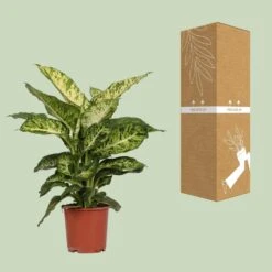 Dieffenbachia Mars (Dumb Cane) ↑ 50 Cm -URBAN INGL Shop unnamed cb930a90 c57e 40ac 9d49 d9634a83c63f