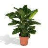 Calathea Zebrina (Peacock Plant) ↑ 80 Cm -URBAN INGL Shop unnamed cd4da0c2 9e2c 42b9 8ec5 8876adad5b9e
