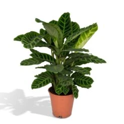 Calathea Zebrina (Peacock Plant) ↑ 80 Cm