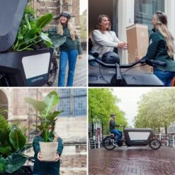 Clusia Rosea Princess (Autograph Tree) ↑ 60 Cm 16 Clusia Rosea Princess (Autograph Tree) ↑ 60 Cm -URBAN INGL Shop unnamed d3f930e7 5868 4c2e a076 2b67d5c1702d