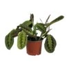 Maranta Leuconeura Fascinator (Prayer Plant) ↑ 30 Cm -URBAN INGL Shop unnamed d62ca325 e072 4a9f af1b af2c32366570