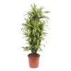 Dracaena Lemon Lime (Dragon Tree) ↑ 150 Cm -URBAN INGL Shop unnamed d7ce23ef 7e18 4e48 8278 a040d836c5d2
