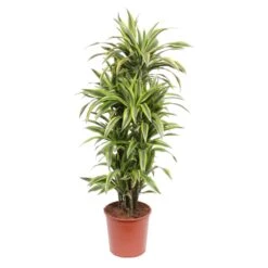 Dracaena Lemon Lime (Dragon Tree) ↑ 150 Cm