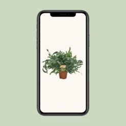 Phlebodium Blue Star (Blue Fern) ↑ 60 Cm -URBAN INGL Shop unnamed e64259f7 161e 4bfe 864e 94f5c1217dcc