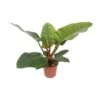Philodendron Imperial Green (Heartleaf Philodendron) ↑ 60 Cm -URBAN INGL Shop unnamed eaea7a59 3425 4656 a763 42a94b790cf6