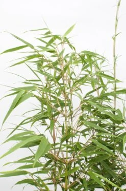 Fargesia Rufa (Bamboo Plant) ↑ 40cm -URBAN INGL Shop unnamed efe734aa c35e 4bf1 98b5 fe0ed4fd4b27